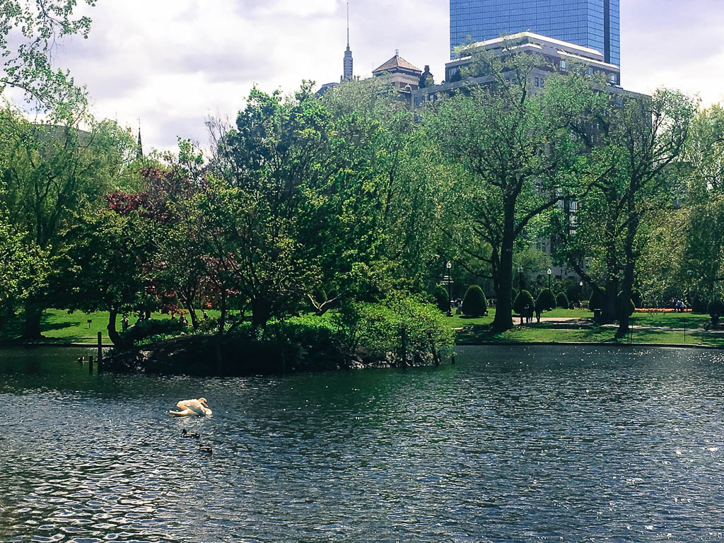 SWAN LAKE IN BOSTON PUBLIC GARDENS