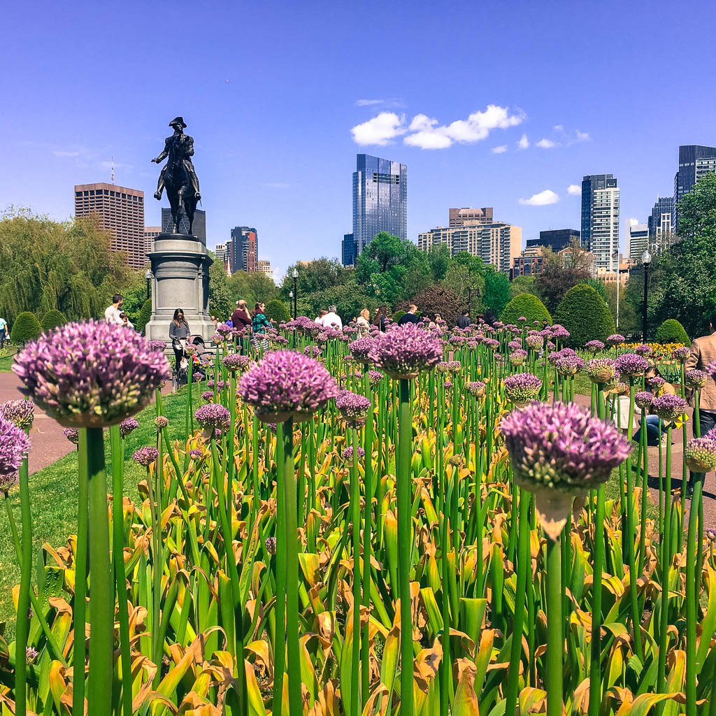 BOSTON'S PUBLIC GARDENS