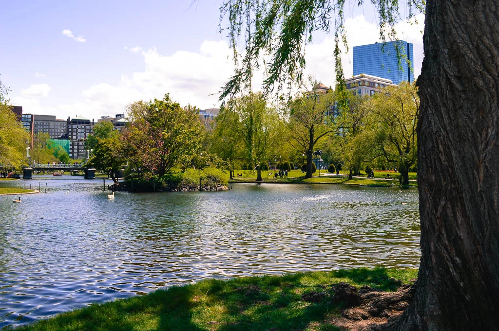 THINGS TO DO IN MA: THE LAKE IN BOSTON'S PUBLIC GARDENS - TRUMPET OF THE SWAN SITE