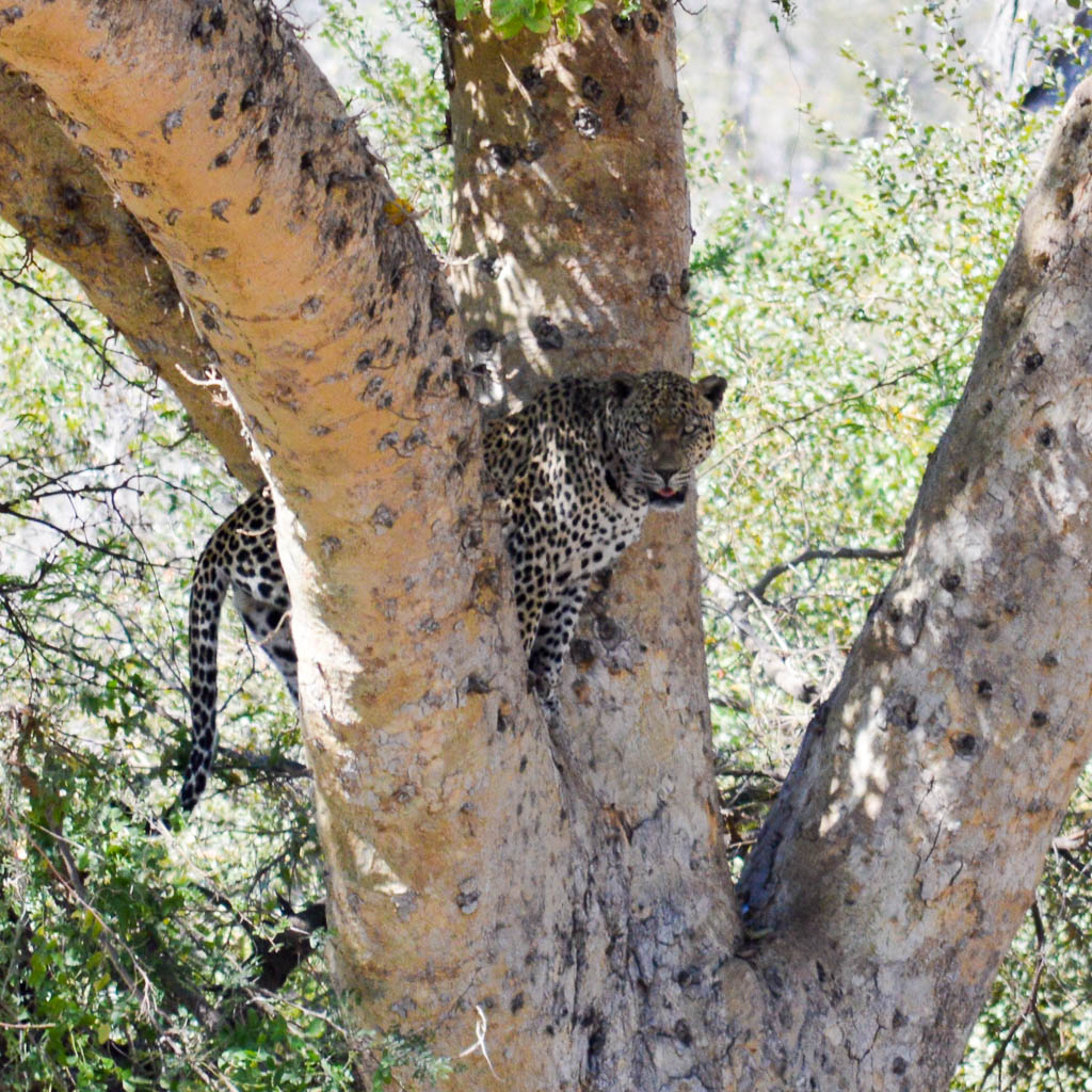 LEOPARD ON SAFARI IN KRUGER NATIONAL PARK