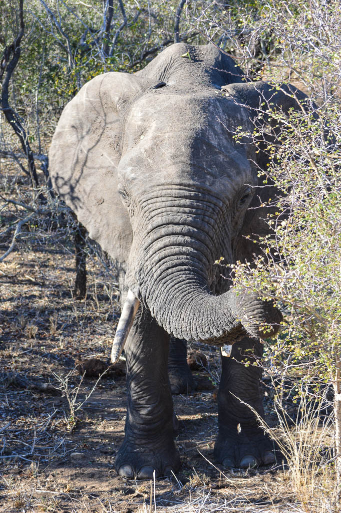 ELEPHANT ON SAFARI IN THE KRUGER NATIONAL PARK