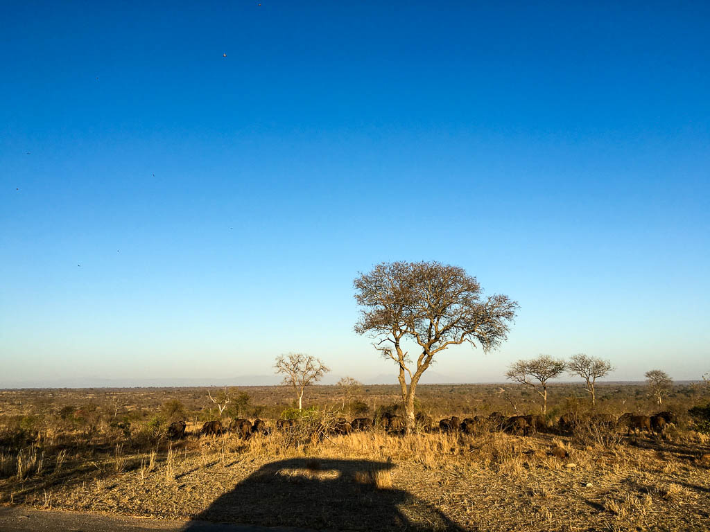 ON SAFARI IN THE KRUGER NATIONAL PARK 
