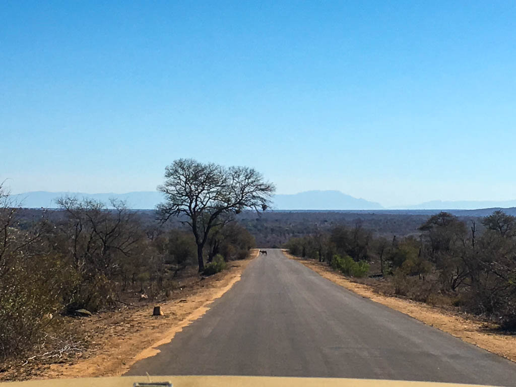 ON SAFARI IN THE KRUGER NATIONAL PARK