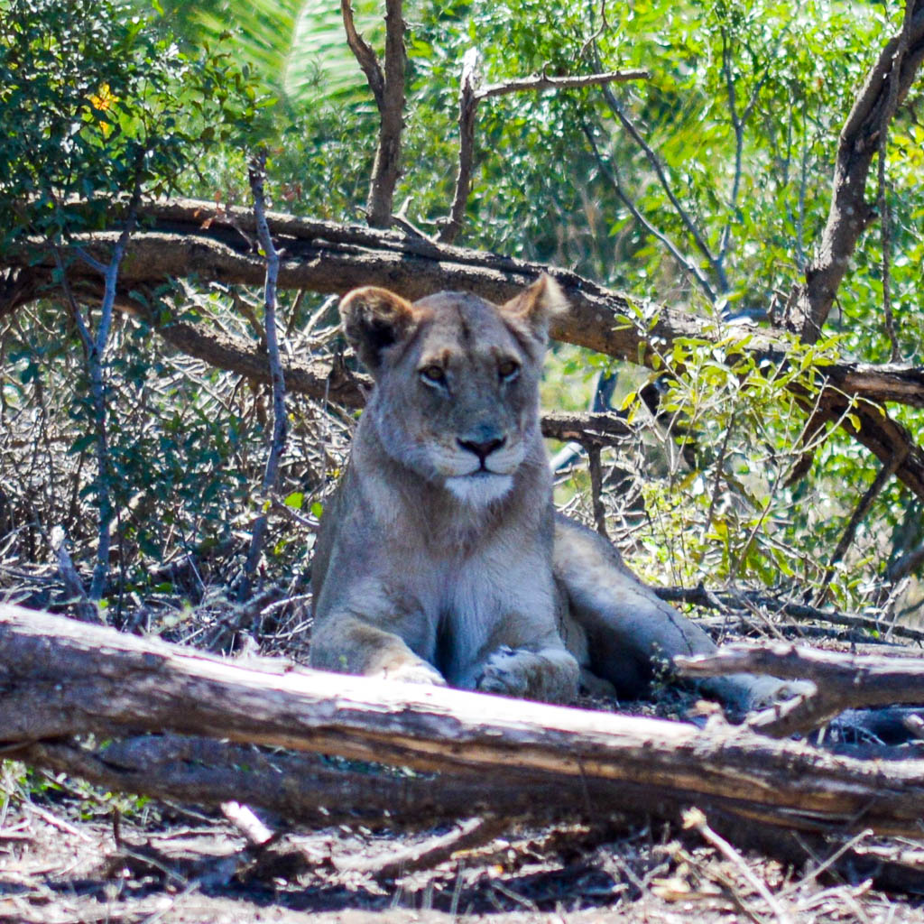 BIG FIVE ON SAFARI IN KRUGER NATIONAL PARK