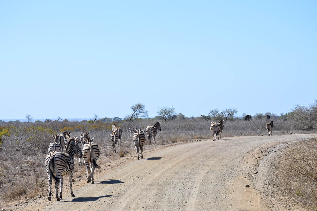 KRUGER NATIONAL PARK SAFARI