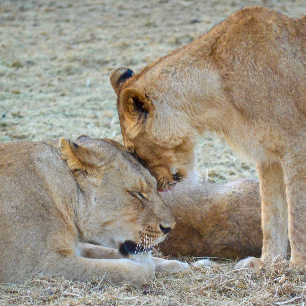INTREPID TRAVEL REVIEW: KAPAMA GAME DRIVE