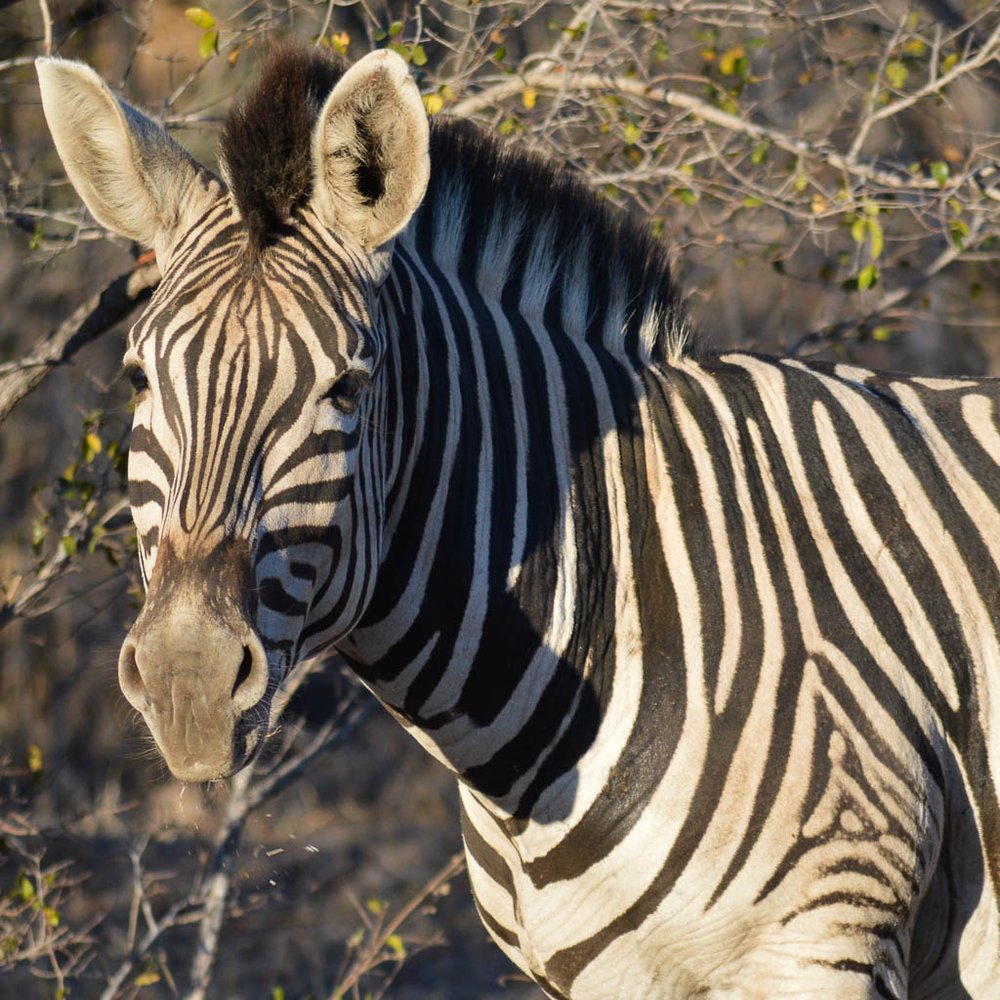 INTREPID TRAVEL SOUTH AFRICA REVIEW