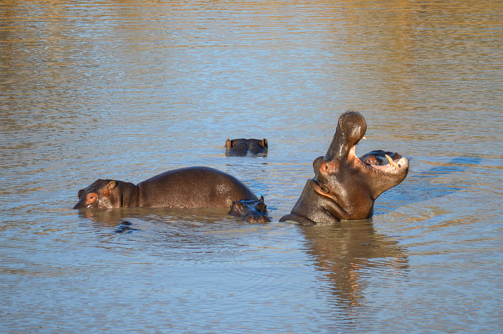 INTREPID TRAVEL KRUGER REVIEW: KAMPAMA GAME DRIVE