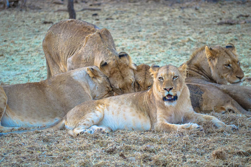 INTREPID TRAVEL KRUGER REVIEW: KAMPAMA GAME DRIVE