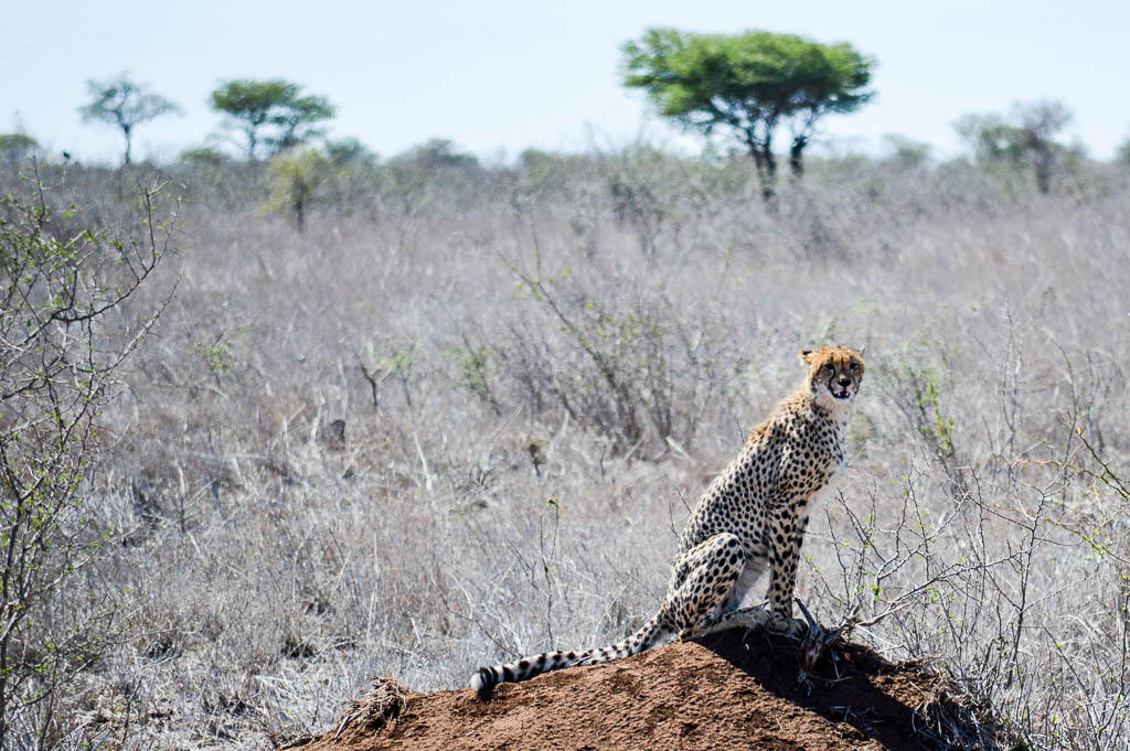 INTREPID TRAVEL KRUGER PARK LODGE EXPERIENCE REVIEW: cheetah