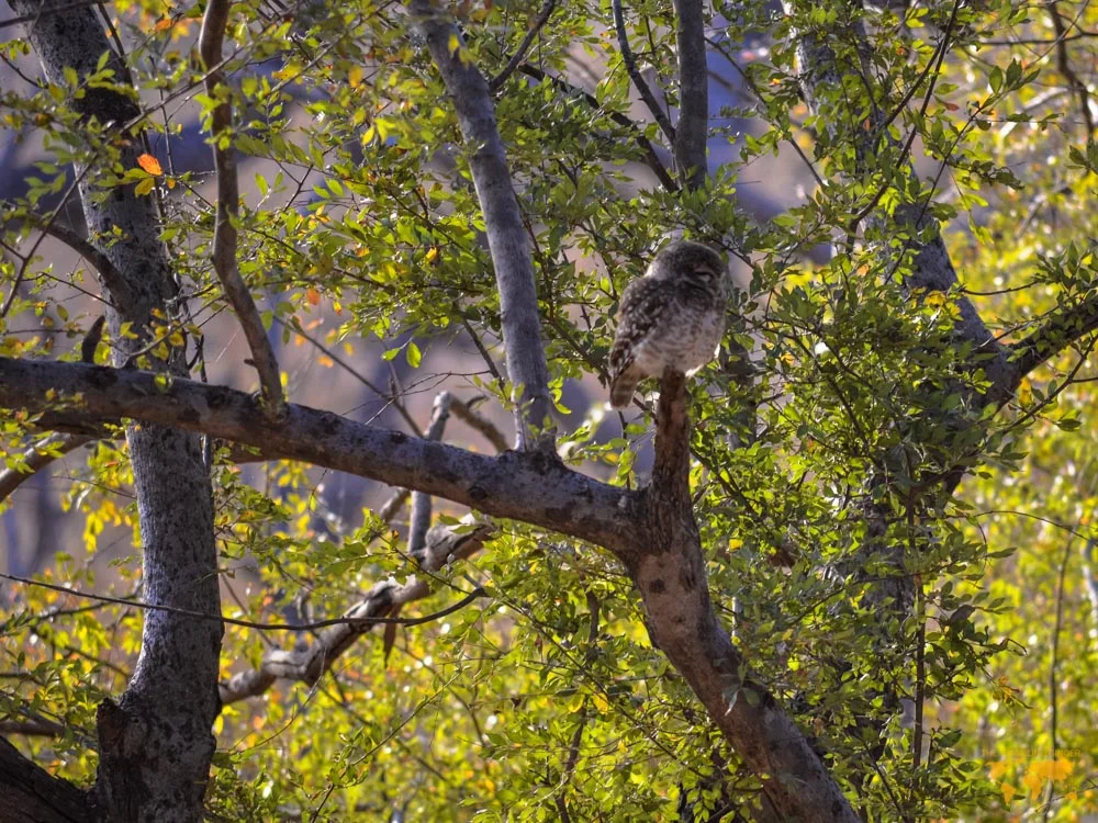 ON SAFARI IN RANTHAMBORE NATIONAL PARK 