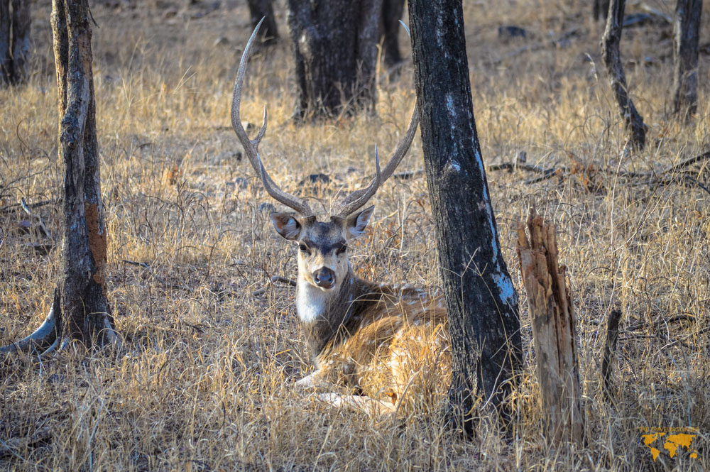 TIGER SAFARI IN RANTHAMBORE NATIONAL PARK 