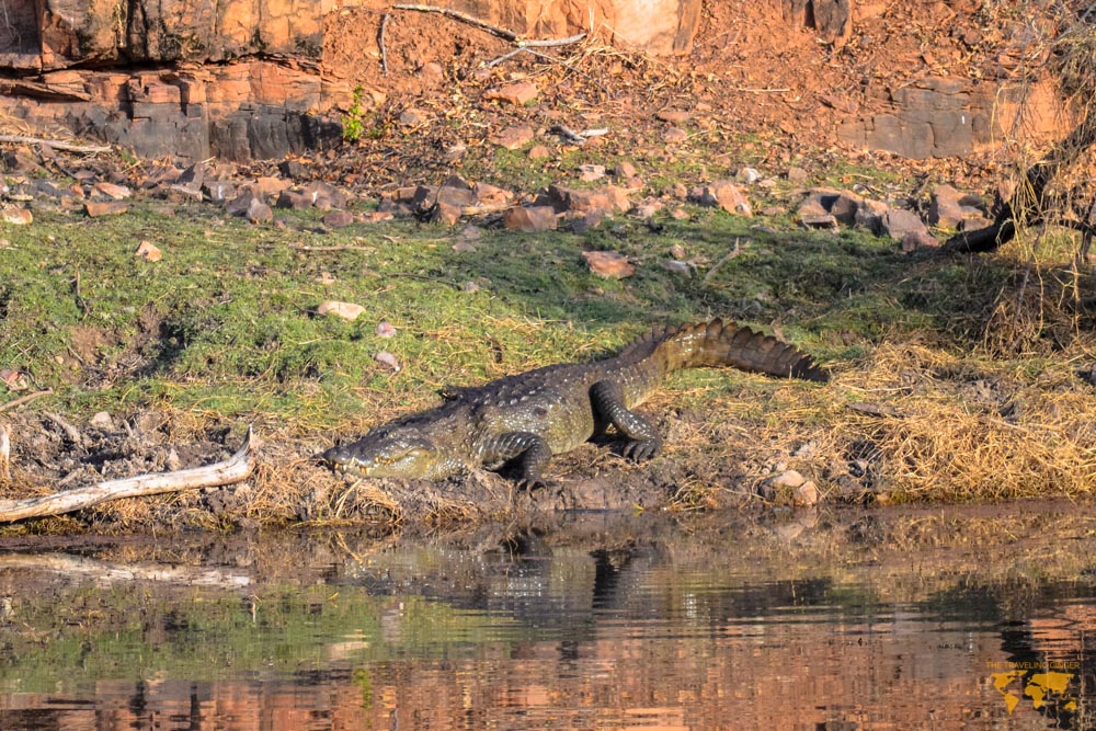 LOOKING FOR TIGERS IN RANTHAMBORE NATIONAL PARK INDIA