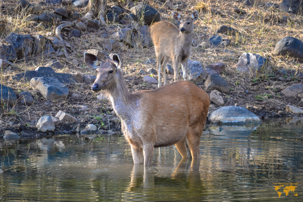 TIGER SAFARI IN RANTHAMBORE NATIONAL PARK INDIA