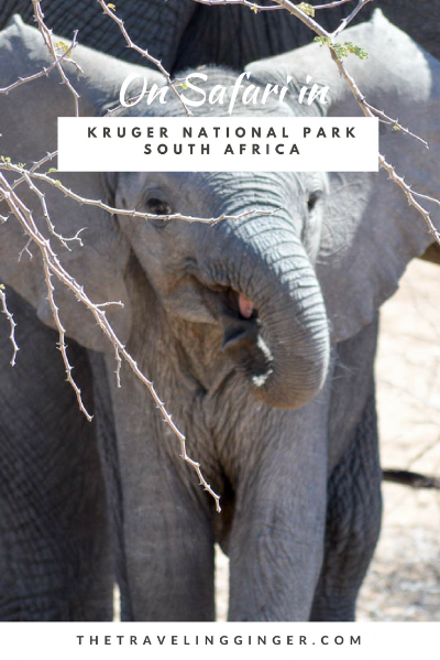 SAFARI IN KRUGER NATIONAL PARK