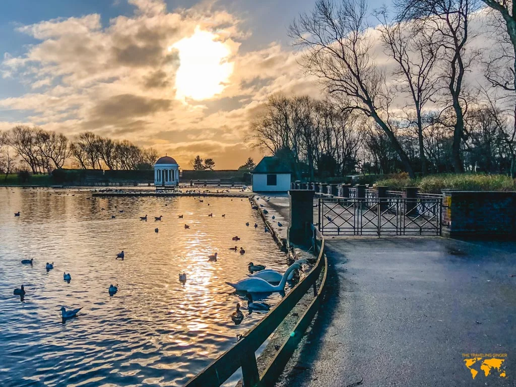 Swans and ducks wait to eat food on the water in Stanley Park in Blackpool at sunset.