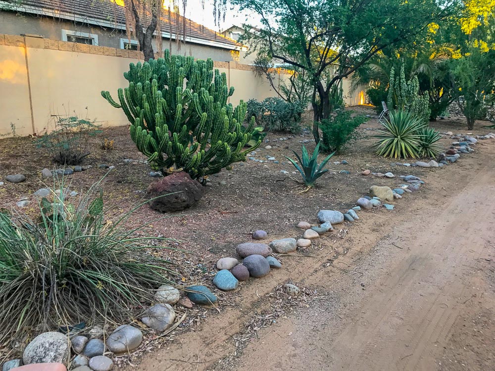 things to do in arizona - cacti