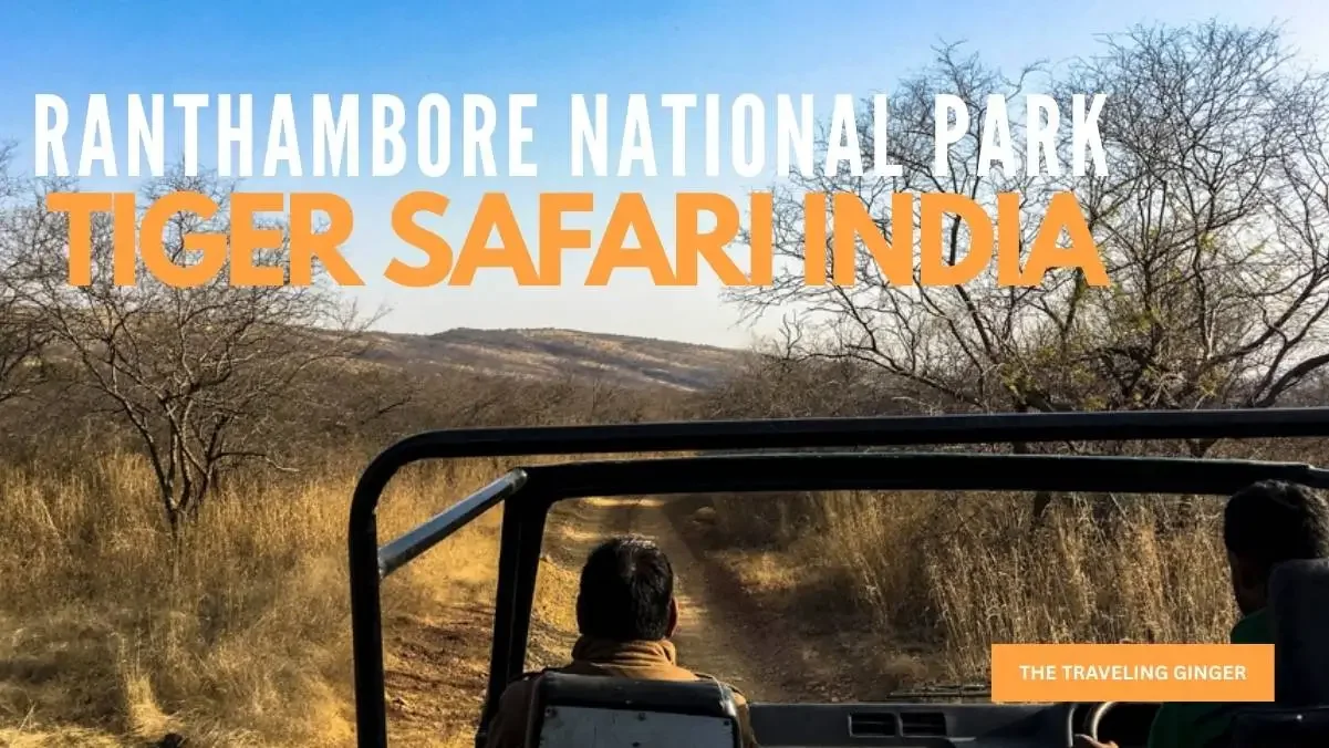 TIGER SAFARI IN RANTHAMBORE NATIONAL PARK INDIA