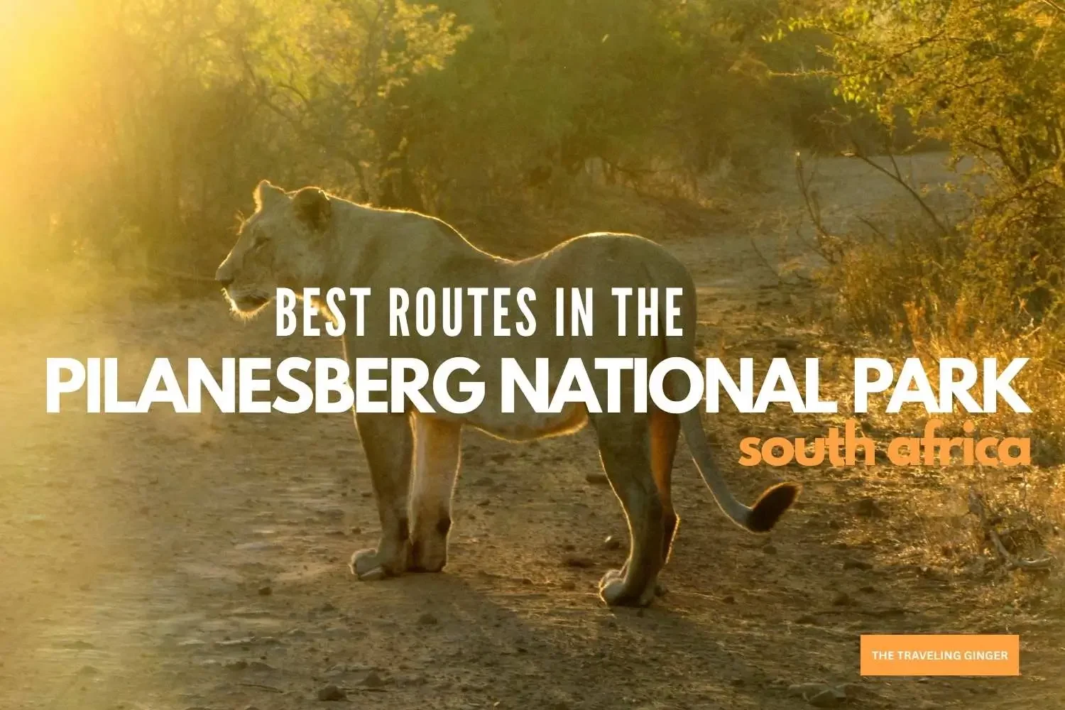 Best Safari Routes in the Pilanesberg