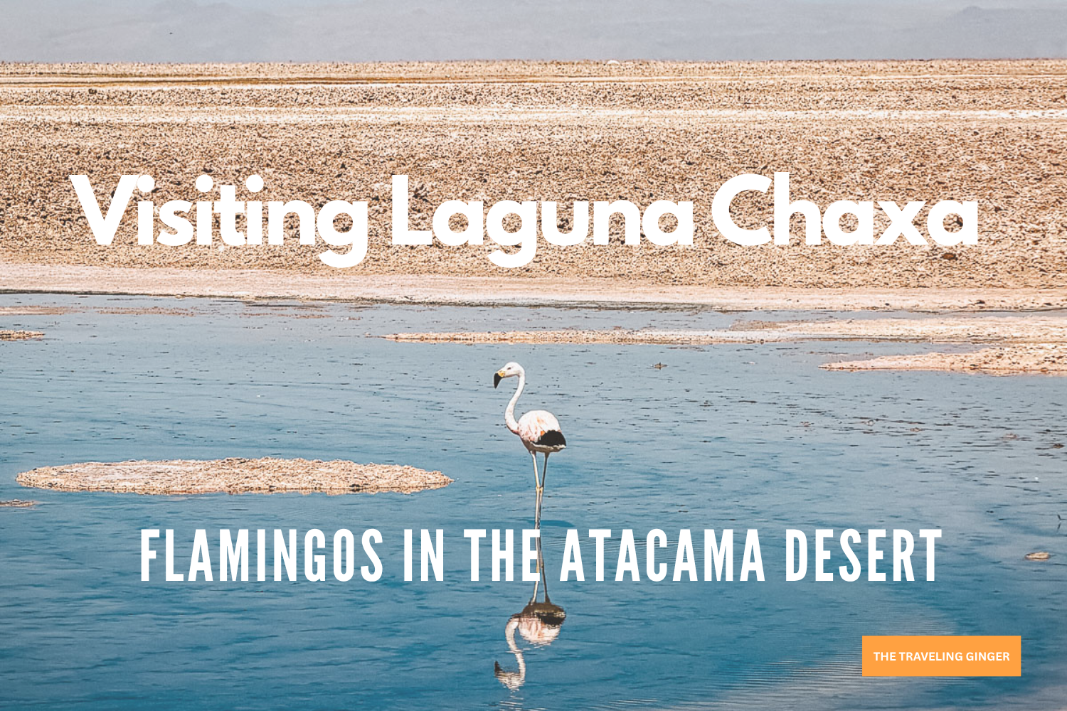 Visiting Laguna Chaxa in Chile