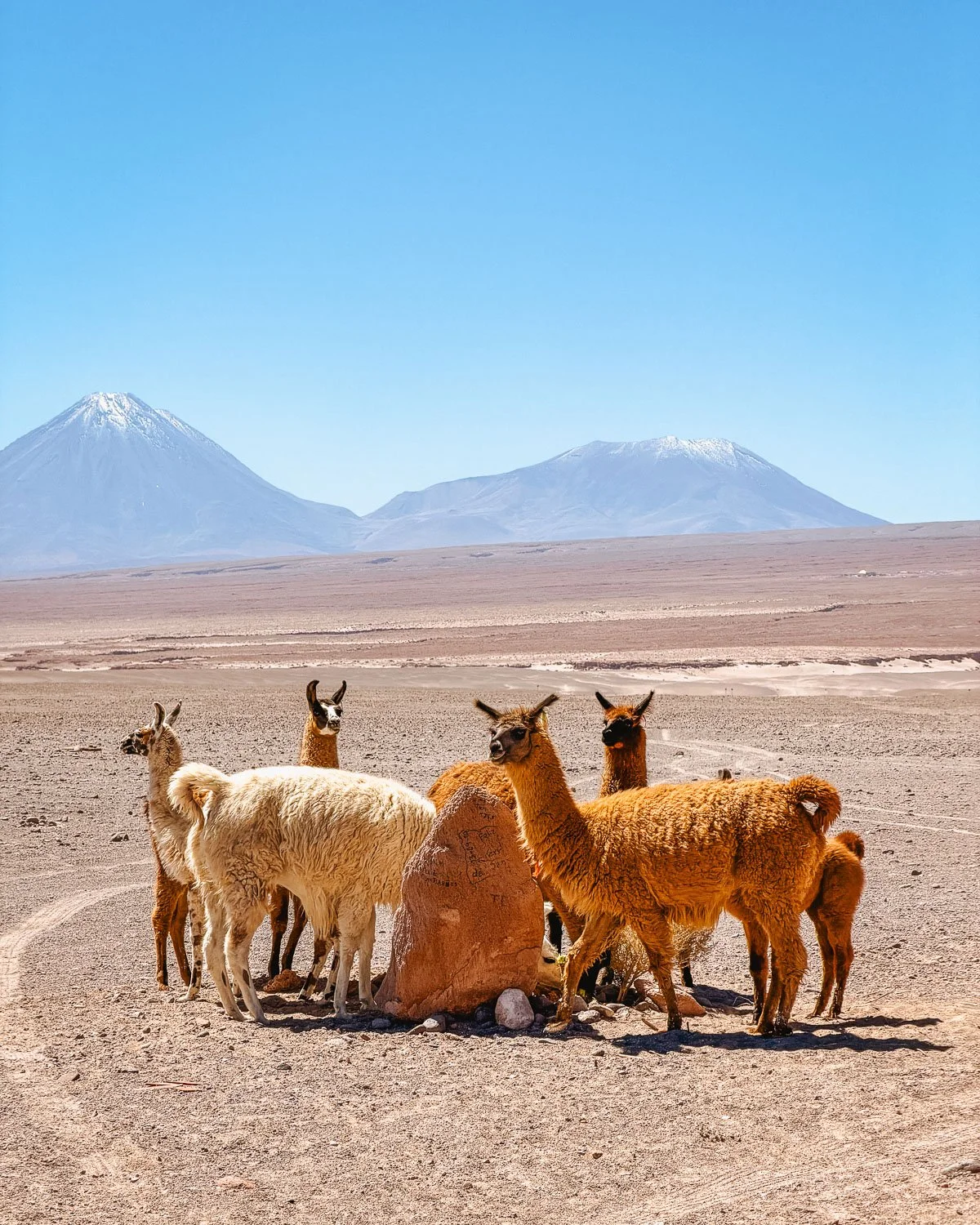 Herd of llamas gathered around a rock in the Atacama Desert with snow-capped volcanoes behind, near San Pedro de Atacama