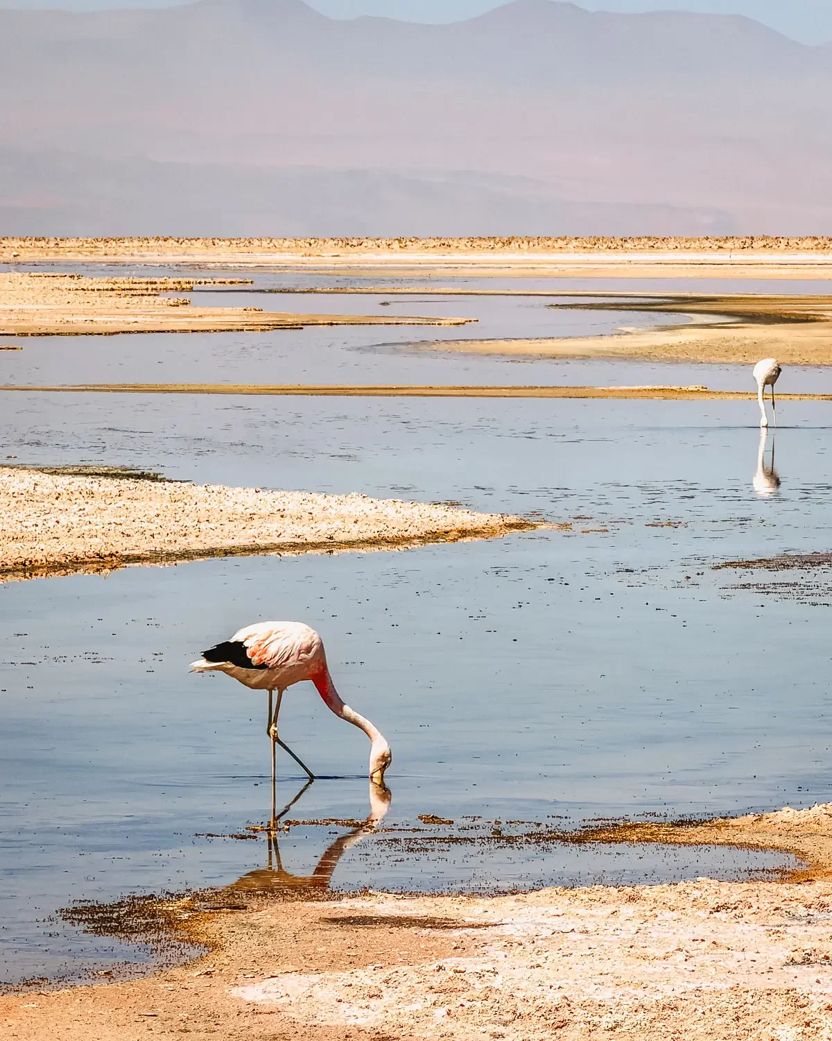 Two flamingos feeding in the shallow braided channels of the salt lagoon at Laguna Chaxa, Chile