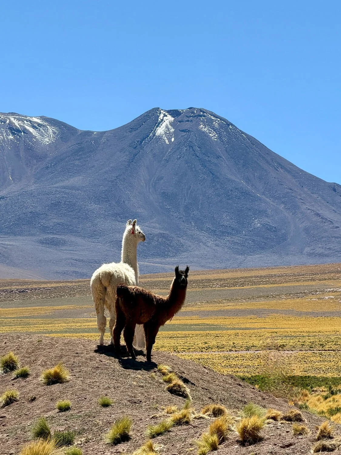 Two llamas, one white and one brown, standing on a rise with a snow-streaked volcano behind them in the Atacama Desert altiplano, Chile