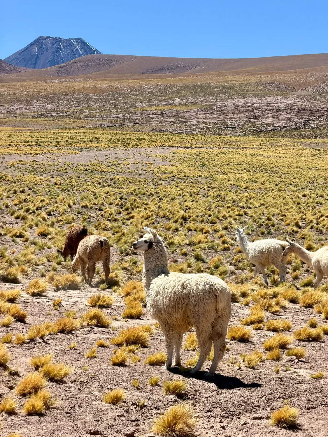 Herd of llamas grazing on tussock grass in the high desert with a snow-topped volcano behind, Atacama altiplano, Chile