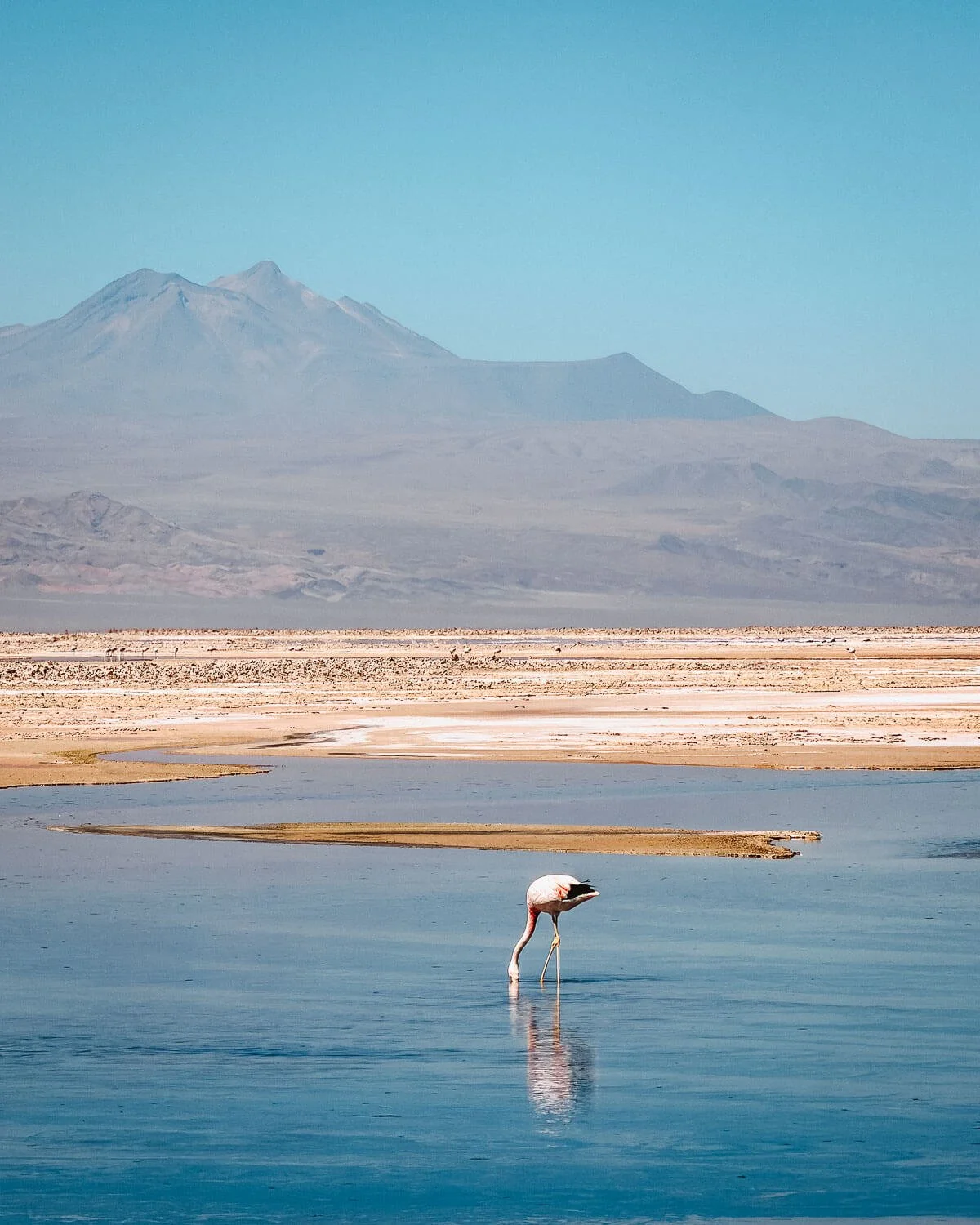 Lone flamingo feeding head-down in the shallow lagoon at Laguna Chaxa with a volcano on the horizon