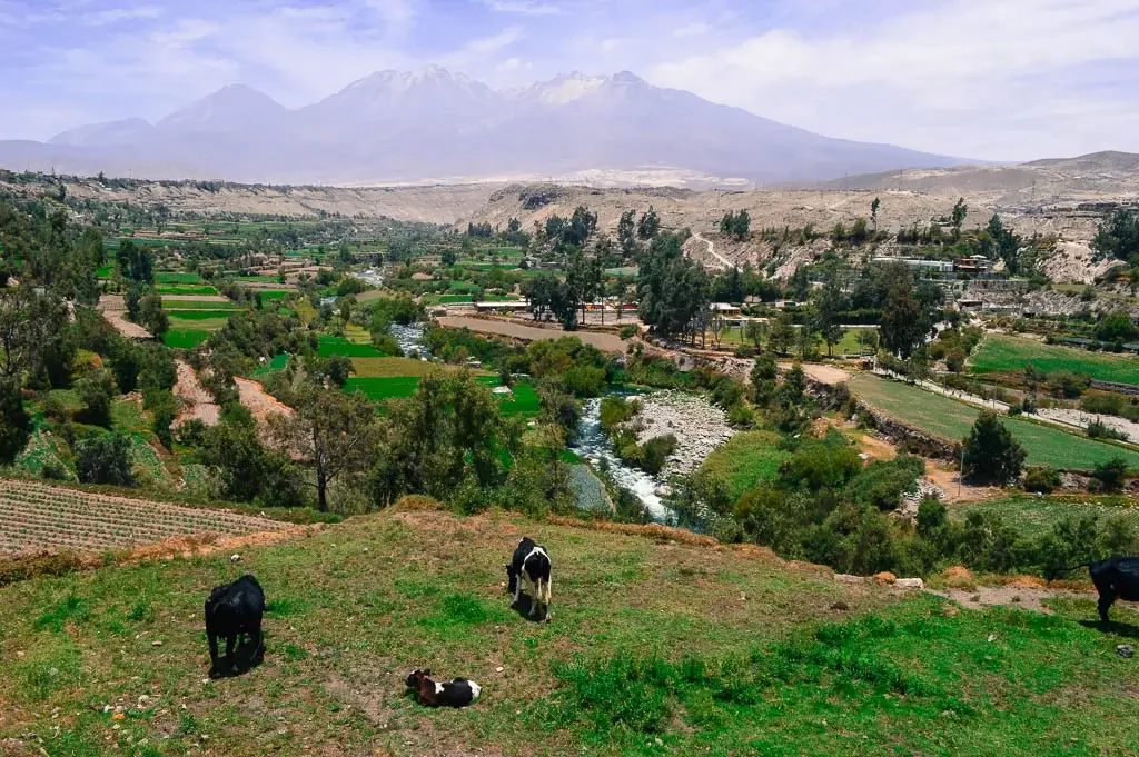 View of farmland with cows eating and resting in the grass. There is a river and housing with a volcano in Arequipa in Peru.