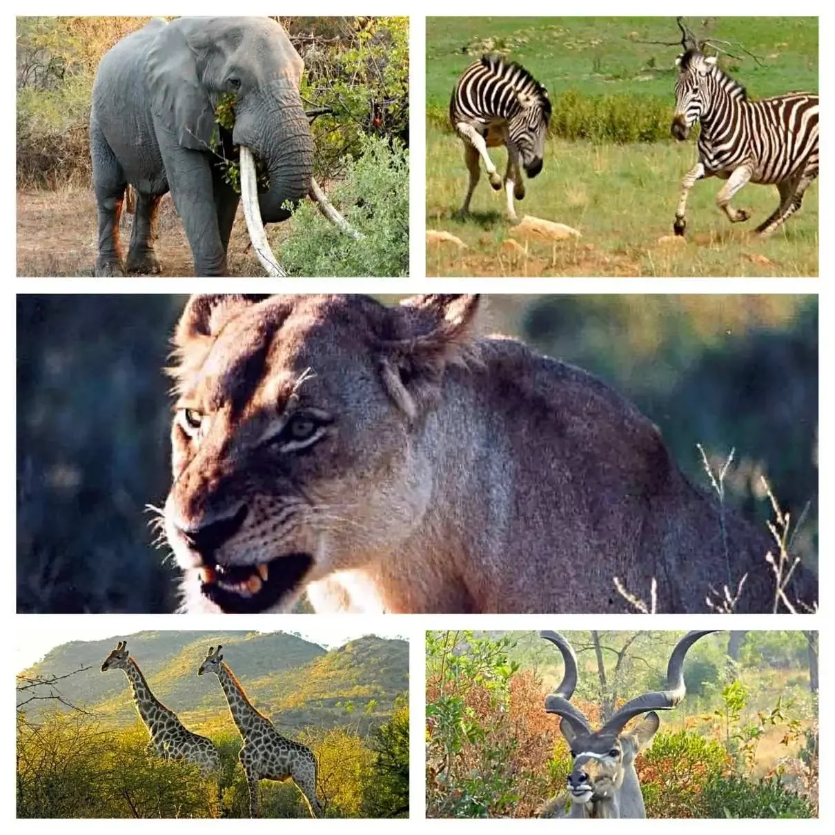 A collage of animals from South Africa. In the top right corner is an elephant with long tusks eating from a branch. Top left is a zebra playing. Middle picture is a lion snarling. Followed by two giraffes and a kudu with large horns.