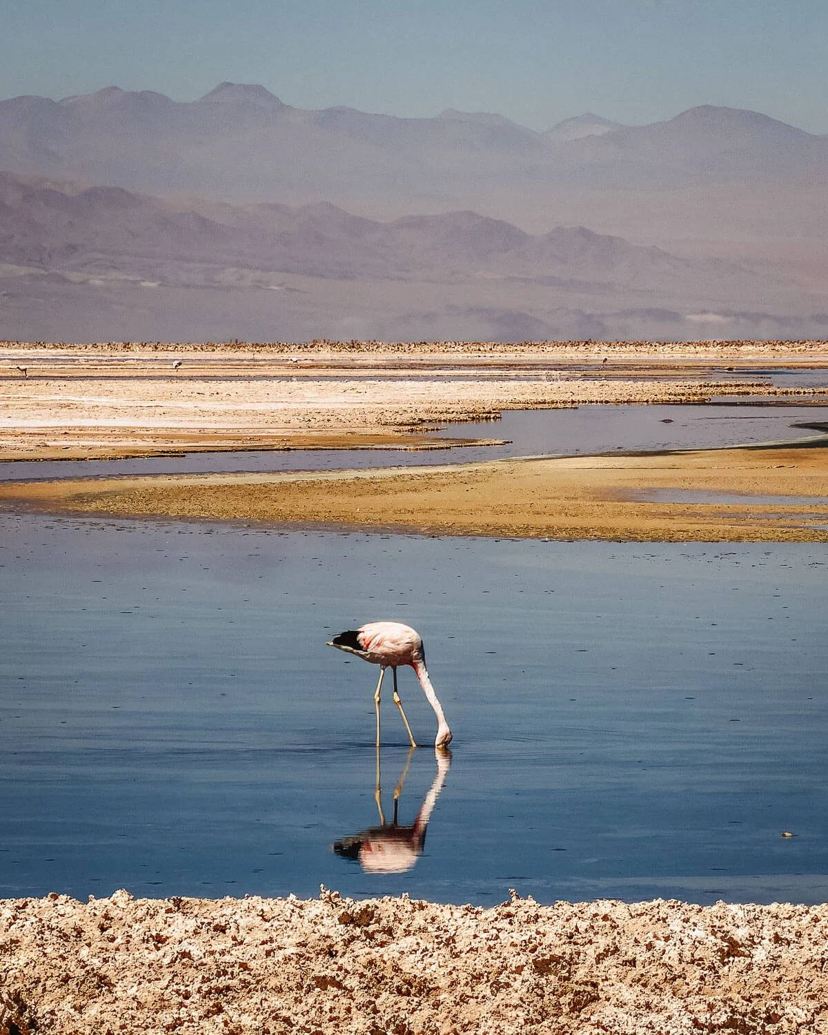 Flamingo with yellow legs feeding head-down in the still lagoon at Laguna Chaxa, its reflection in the water
