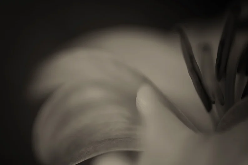 bwflower3.jpg