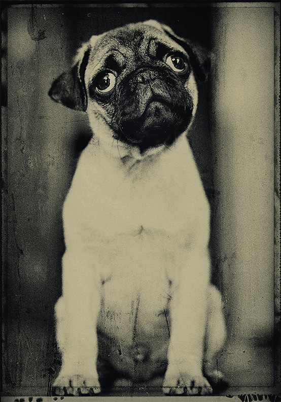 pug1.jpg