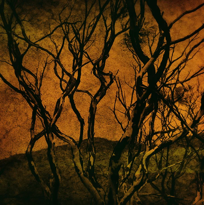 tree.jpg