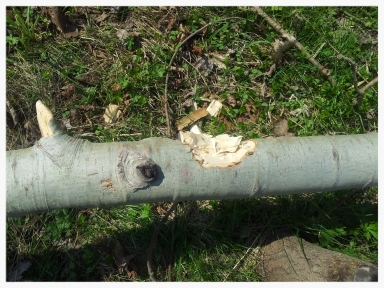 Beaver Marks on a Log