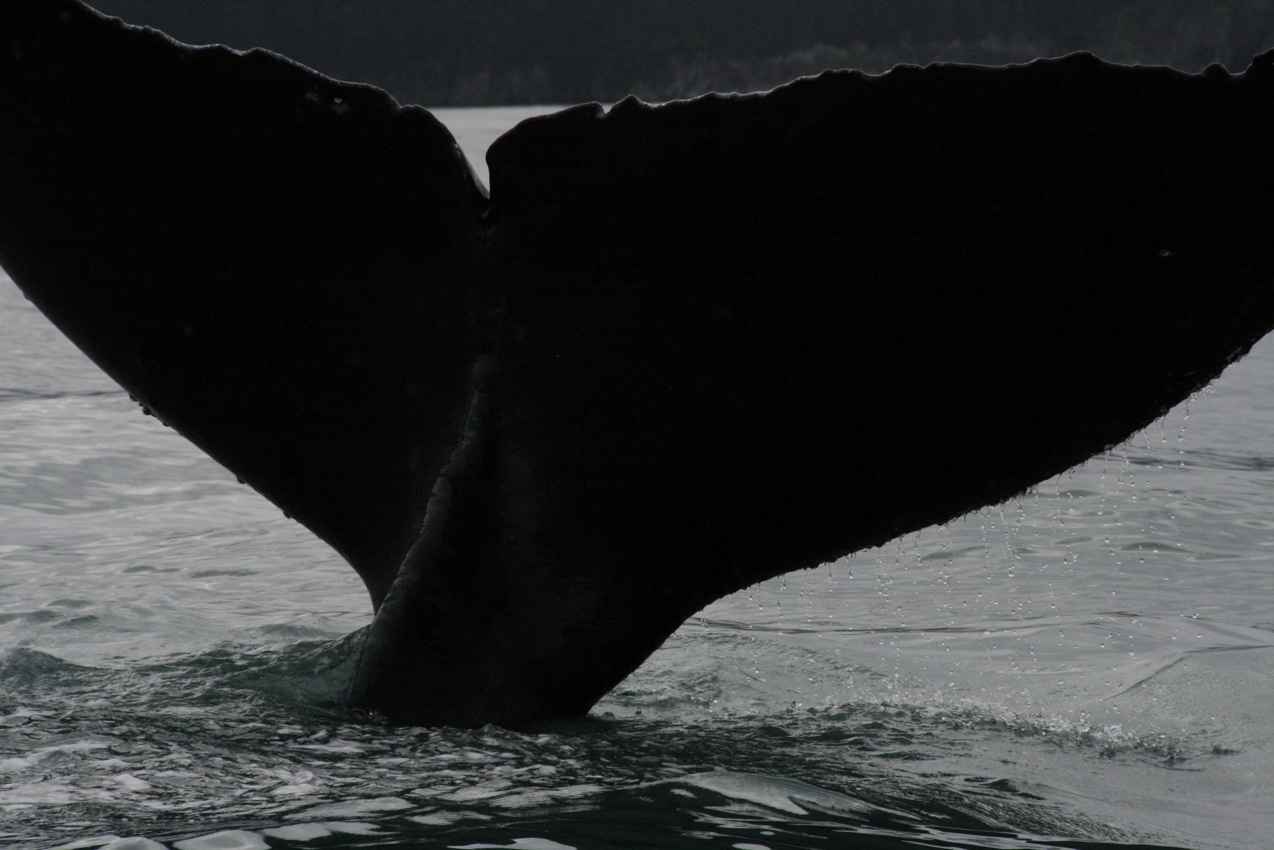 whale sighting in kenai fjords
