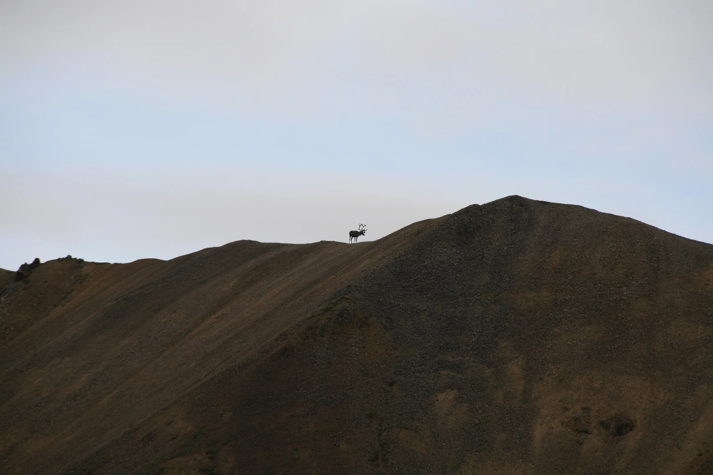 caribou in denali
