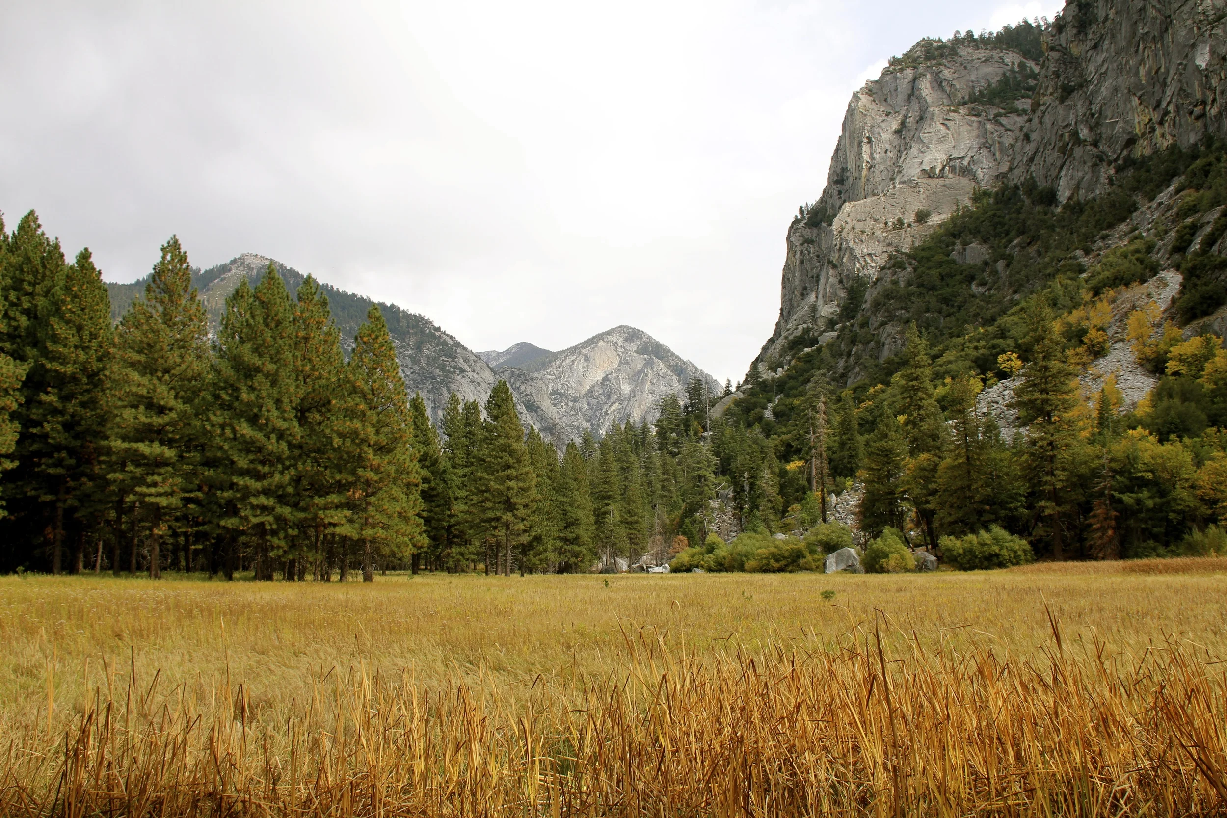 sequoia 