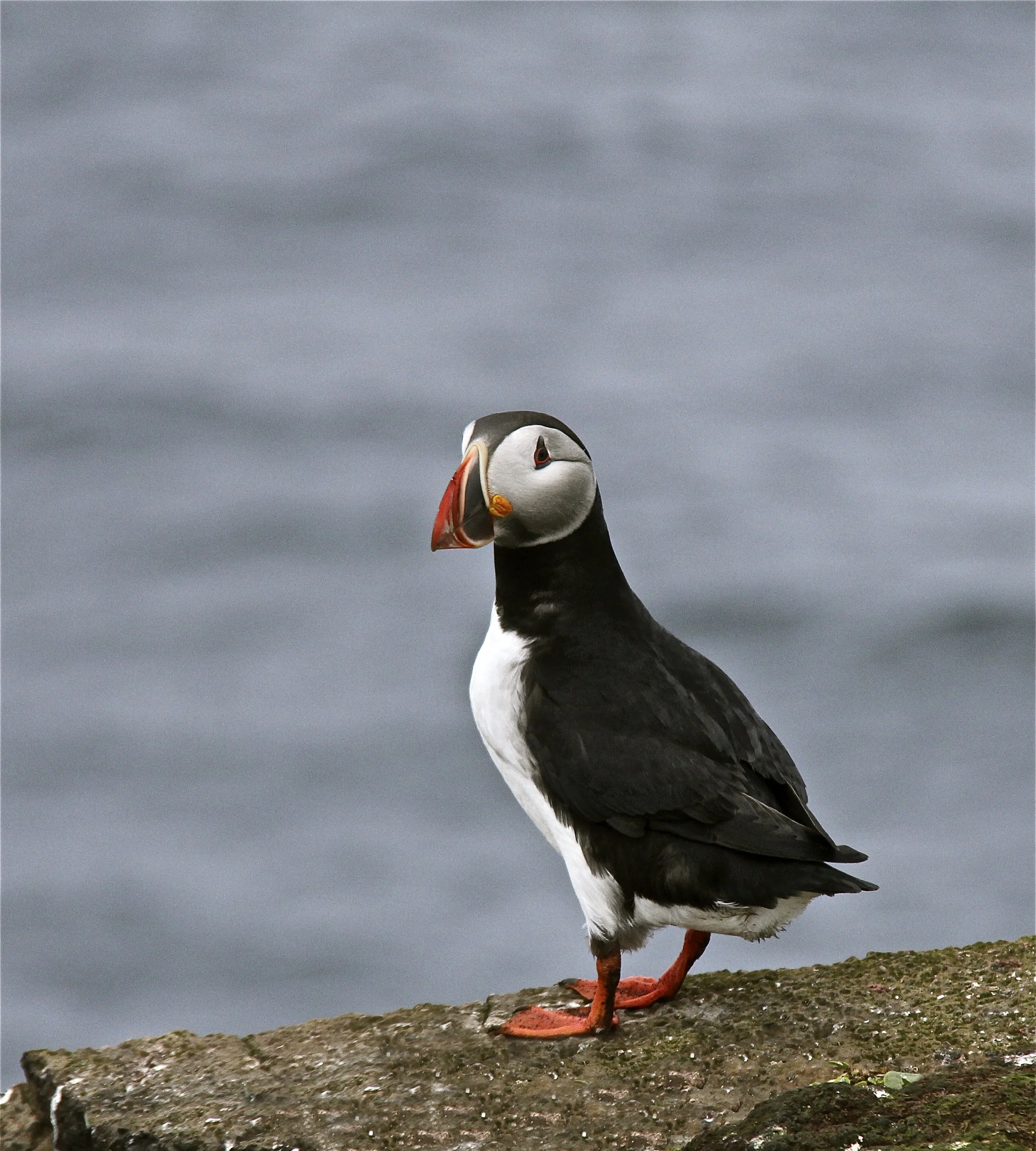 puffin in westfjords, iceland