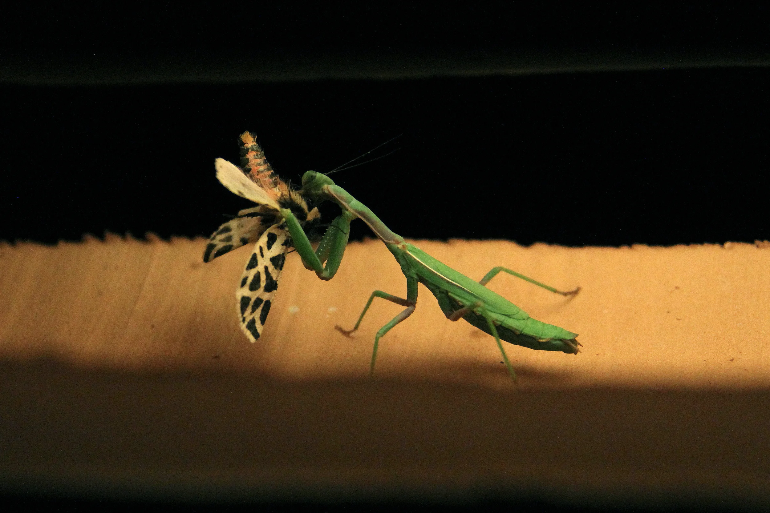 near santa teresa di gallura, sardinia (italy) 
