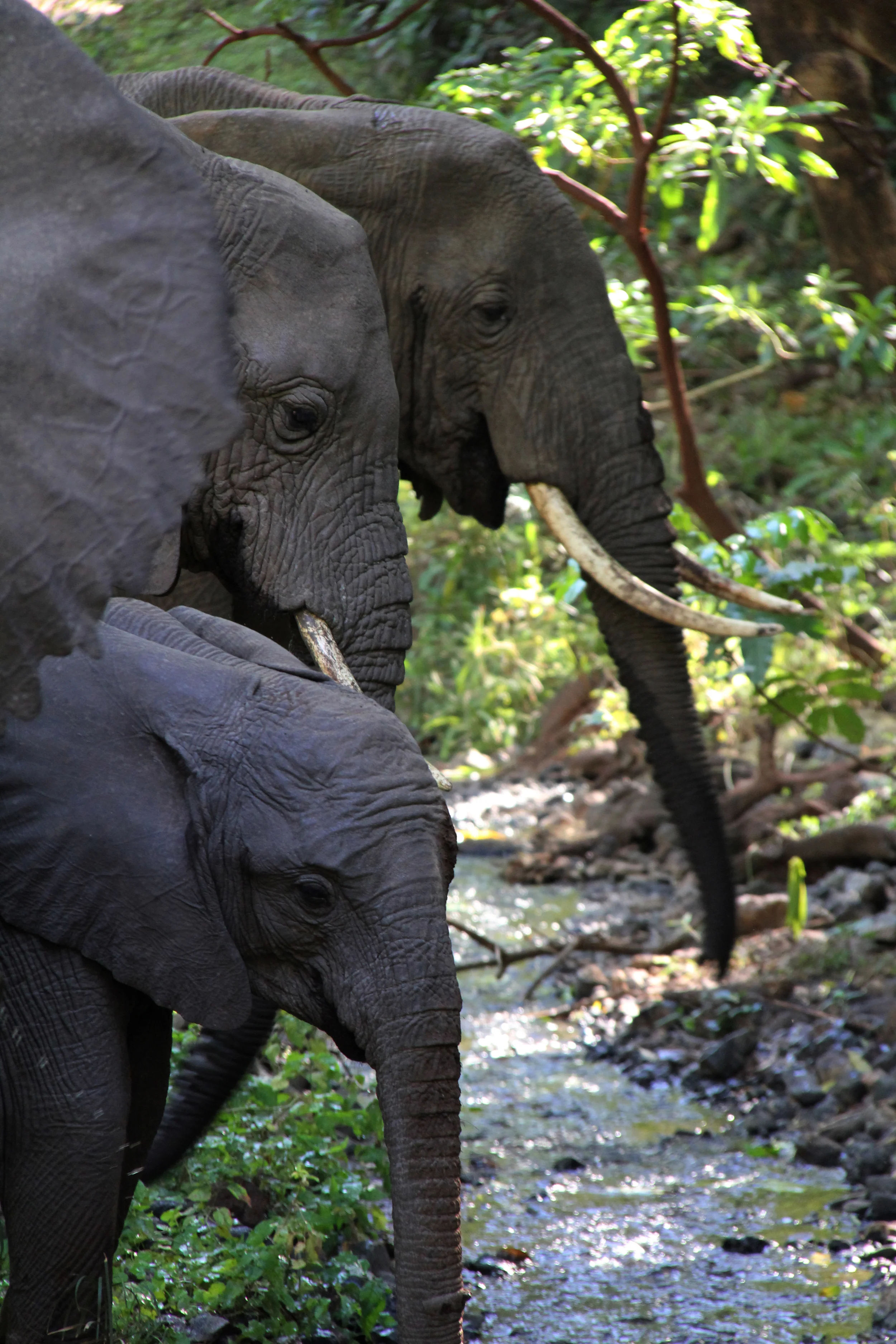 lake manyara national park, tanzania