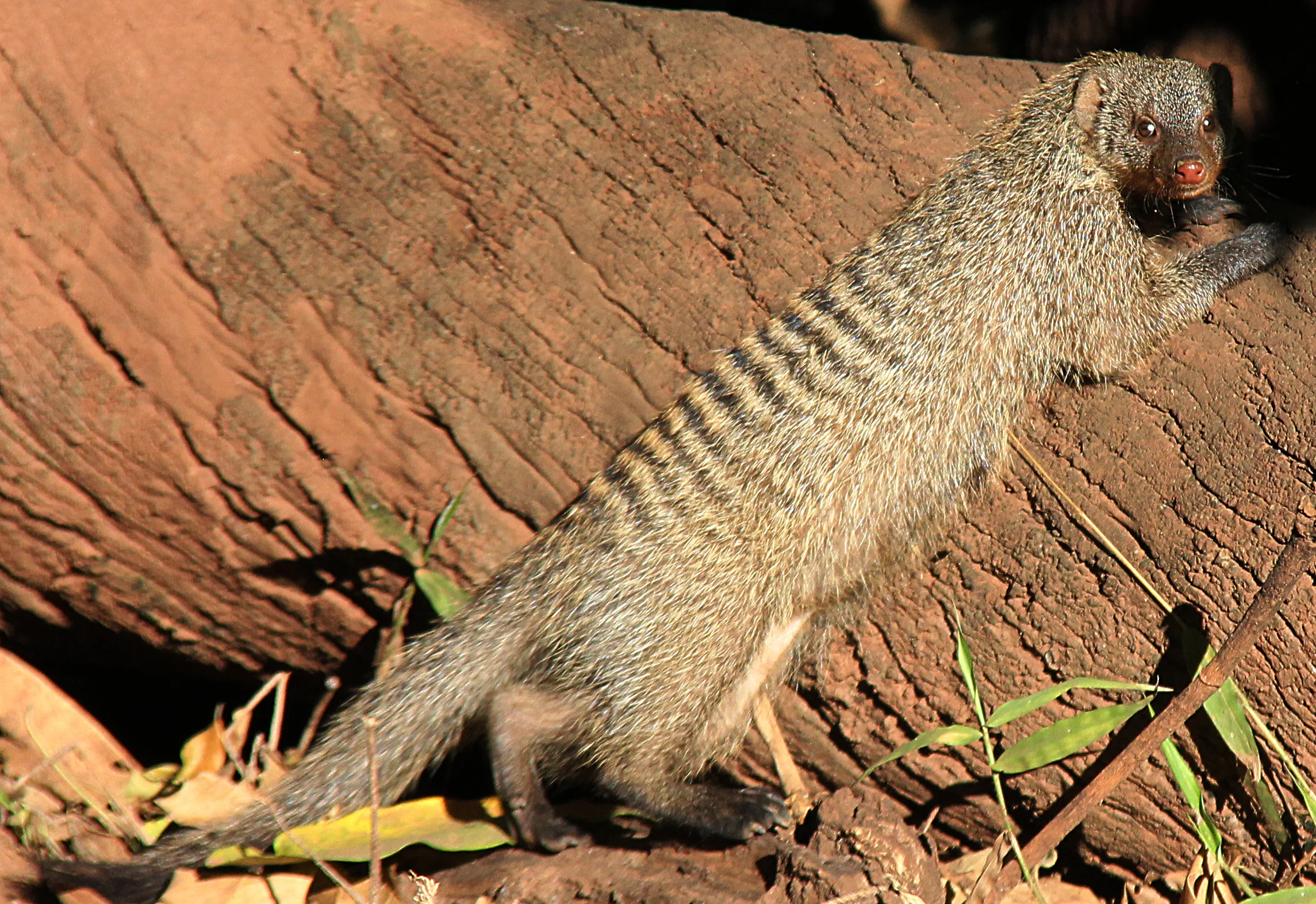 lake manyara national park, tanzania
