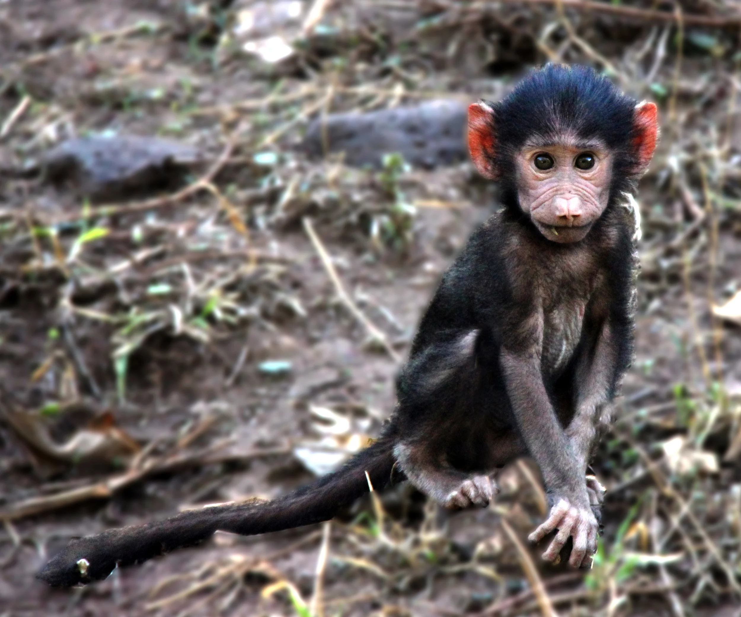 lake manyara national park, tanzania
