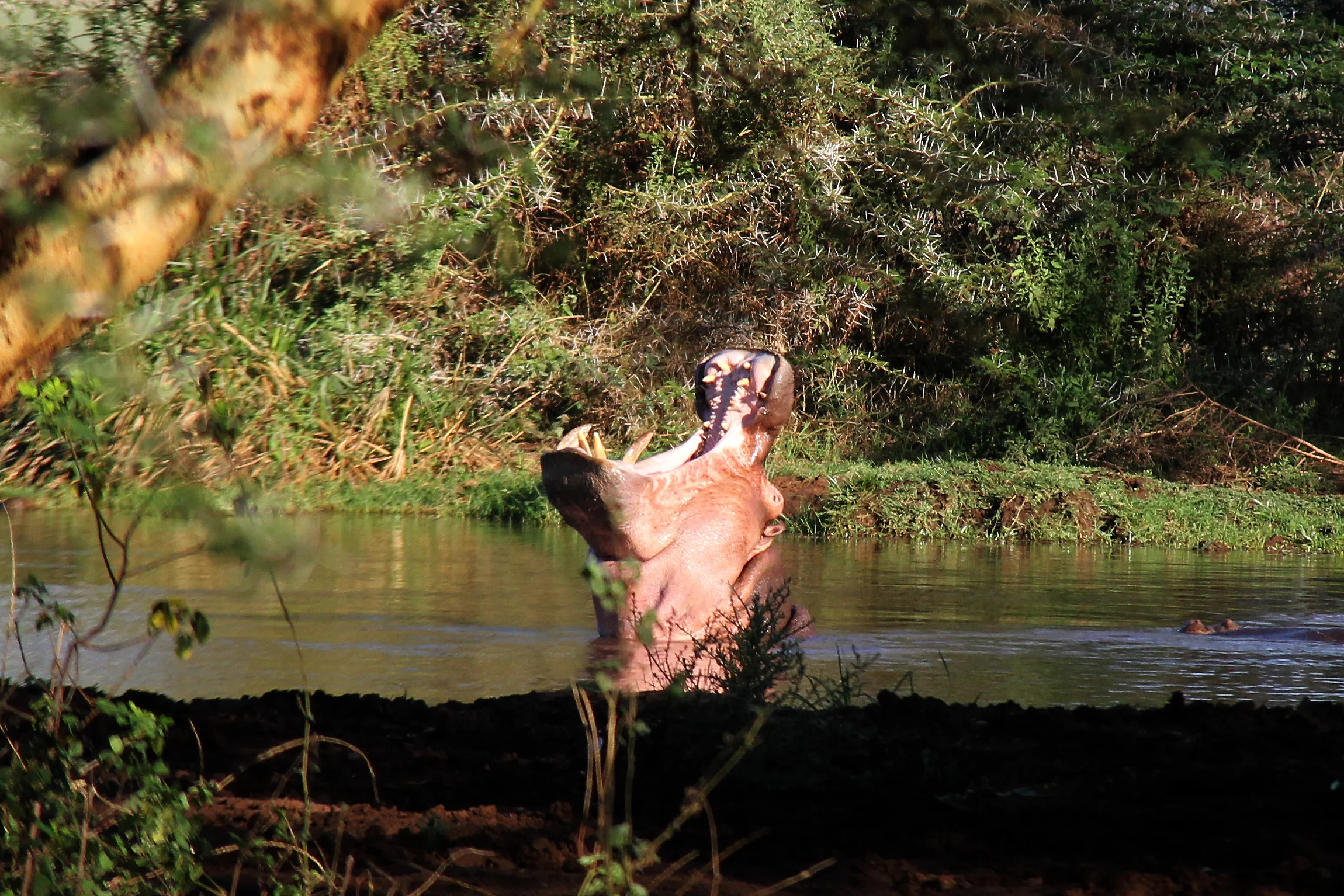 lake manyara national park, tanzania