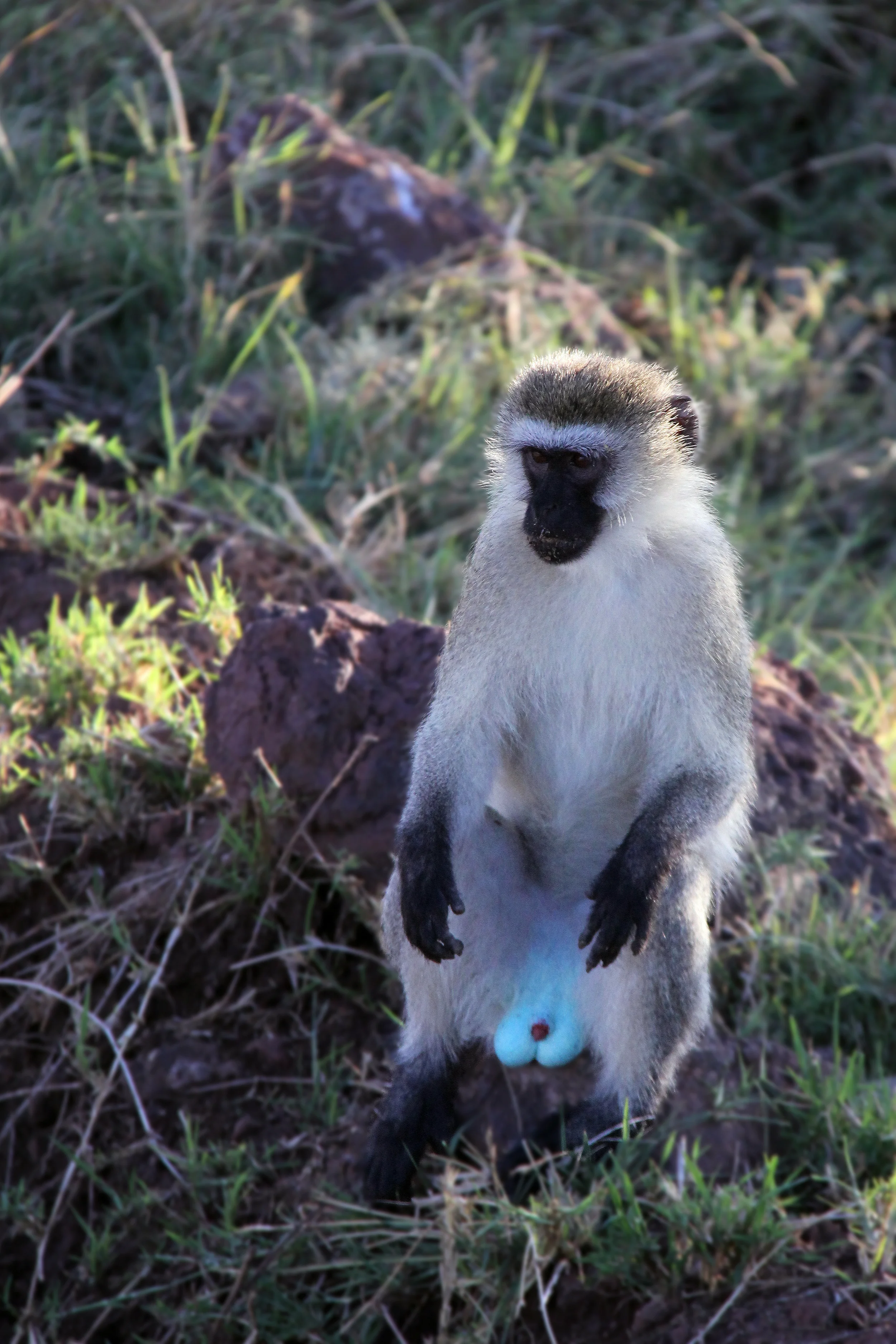 lake manyara national park, tanzania