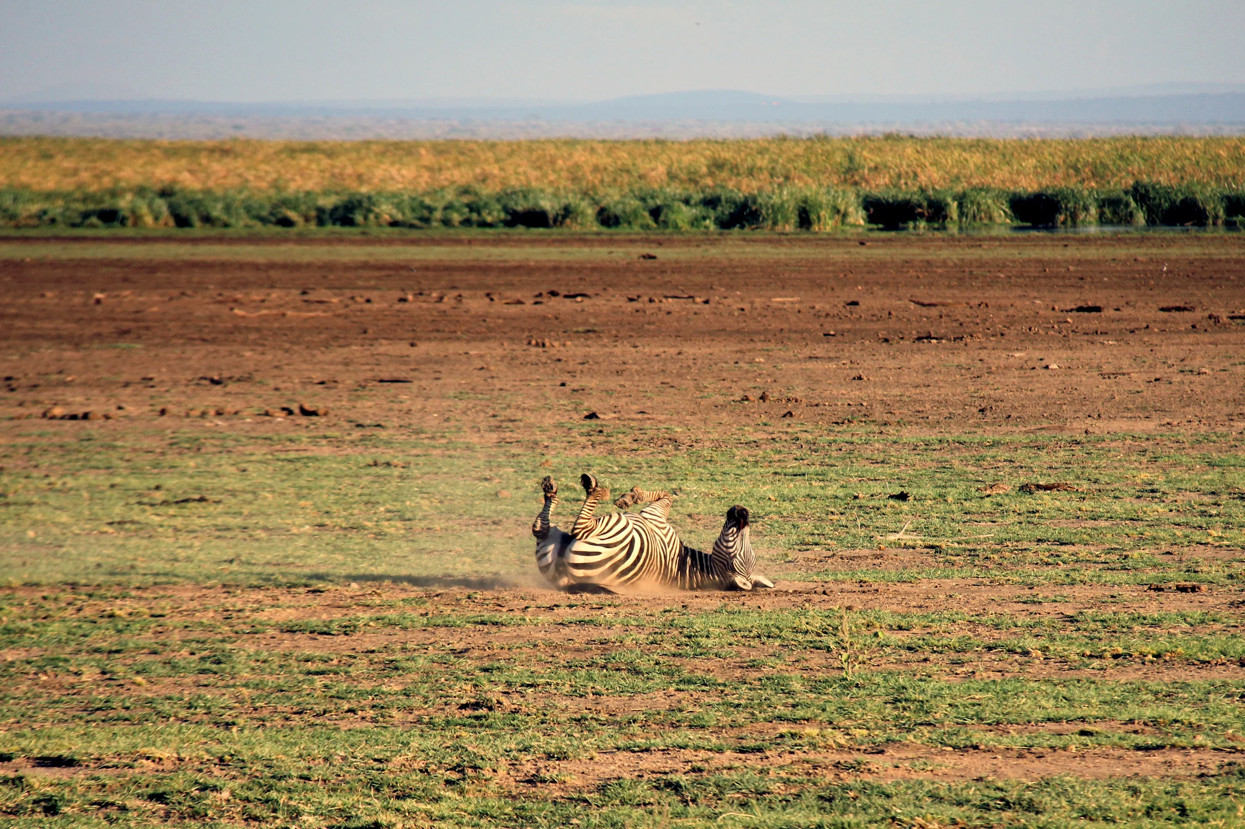 serengeti national park, tanzania