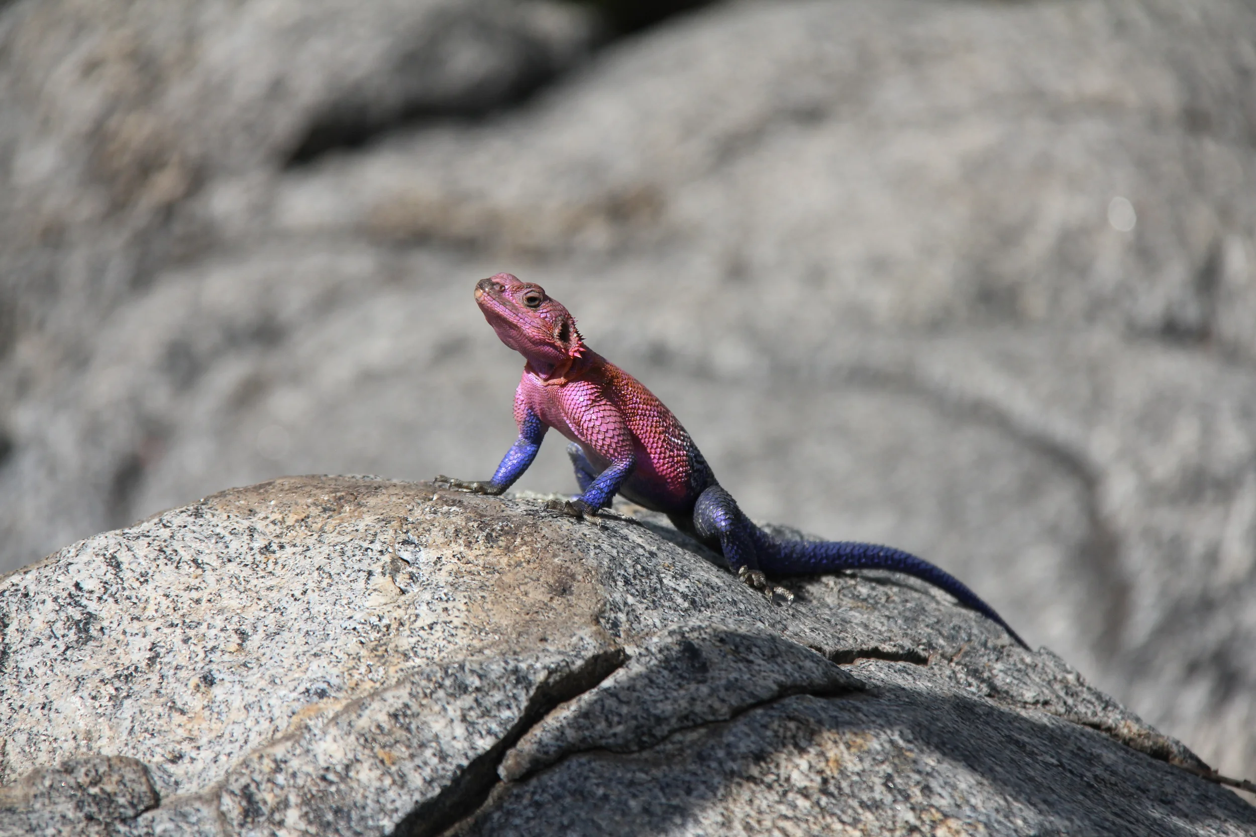 serengeti national park, tanzania