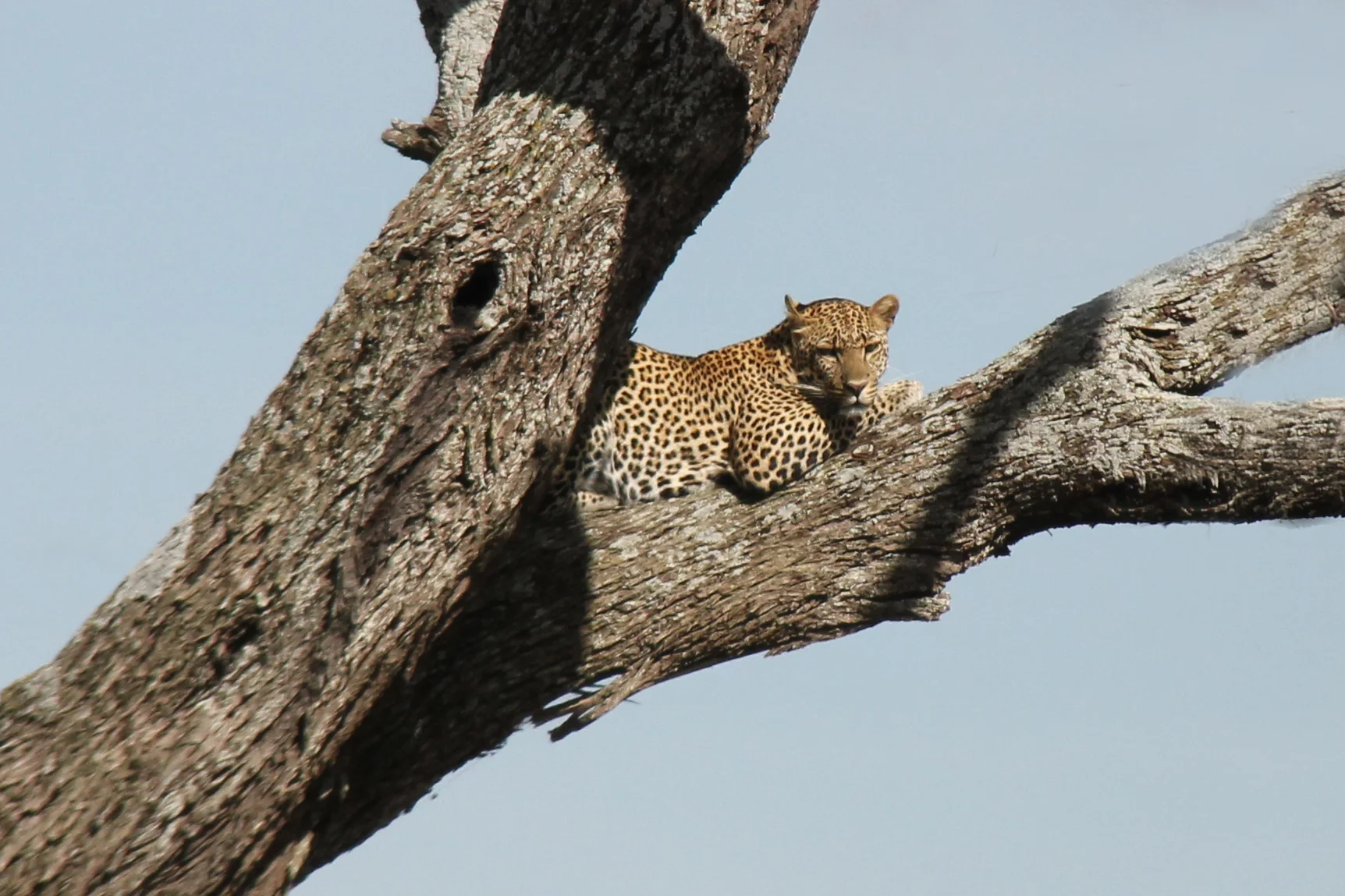 serengeti national park, tanzania