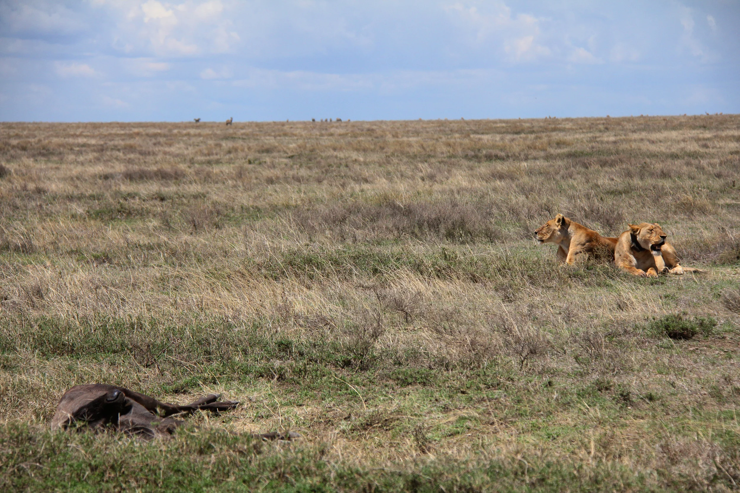 serengeti national park, tanzania